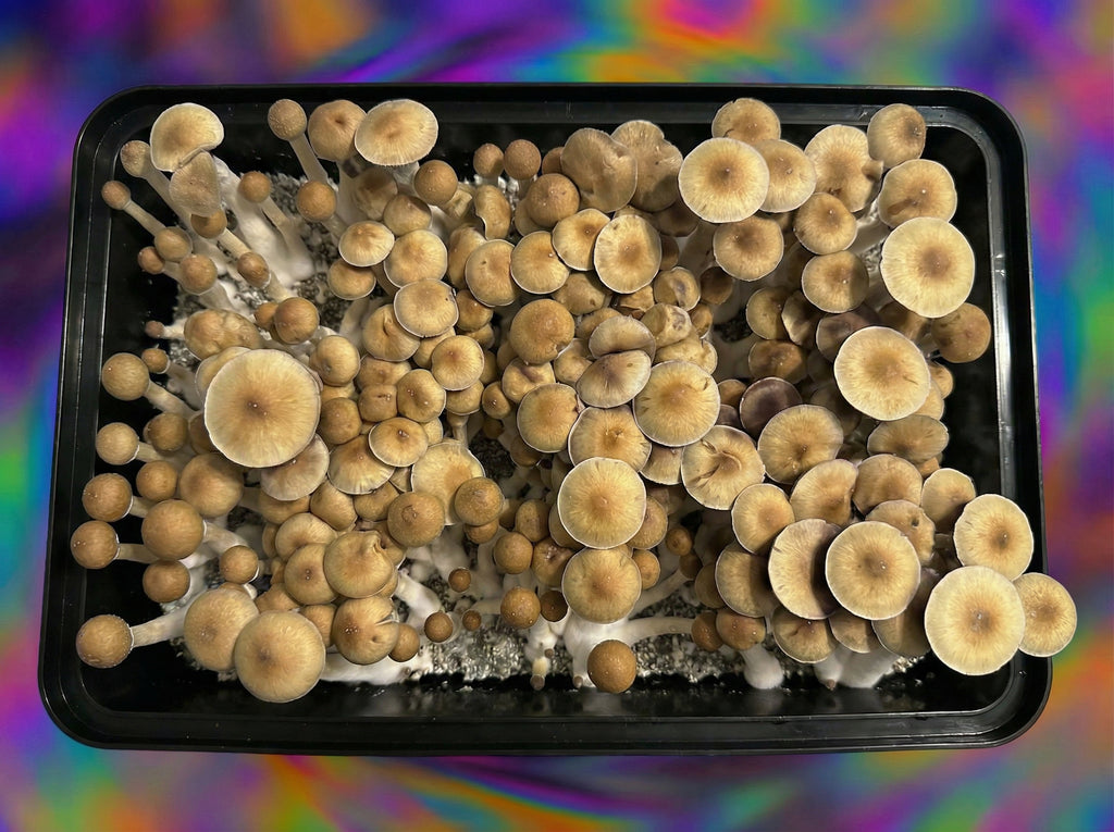 Golden Mammoth top view