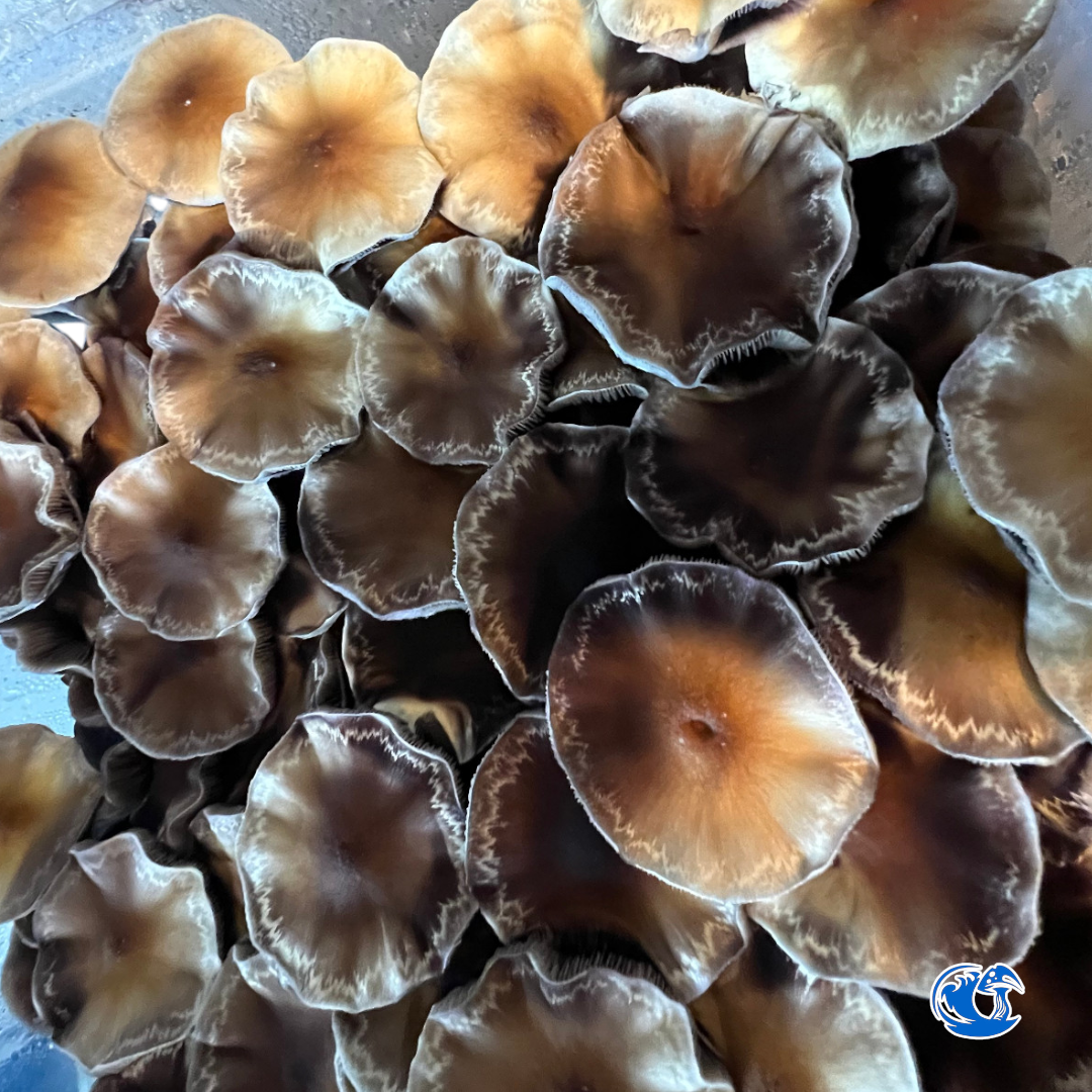 Golden Teacher Spore Syringe