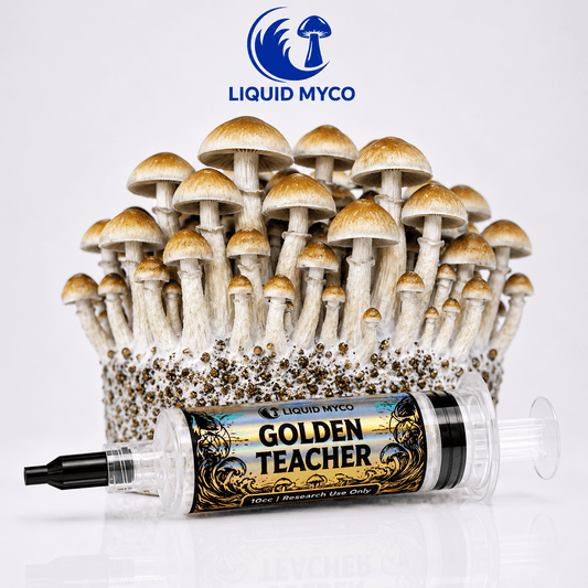 Golden Teacher Hero