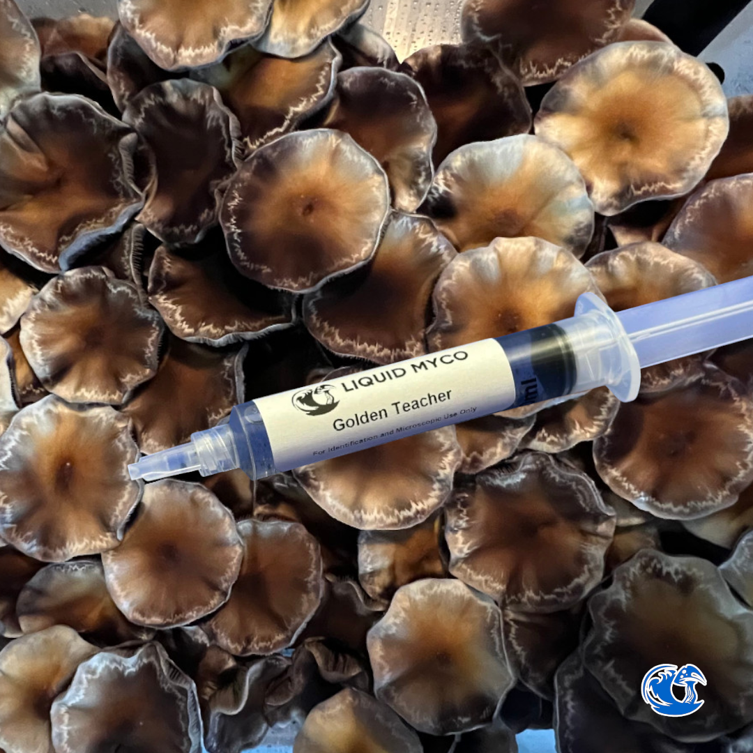 Golden Teacher Spore Syringe