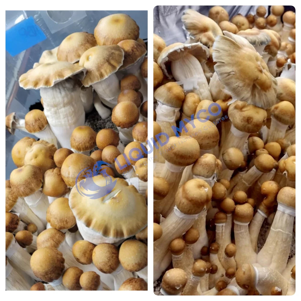Hillbilly Pumpkin mushrooms