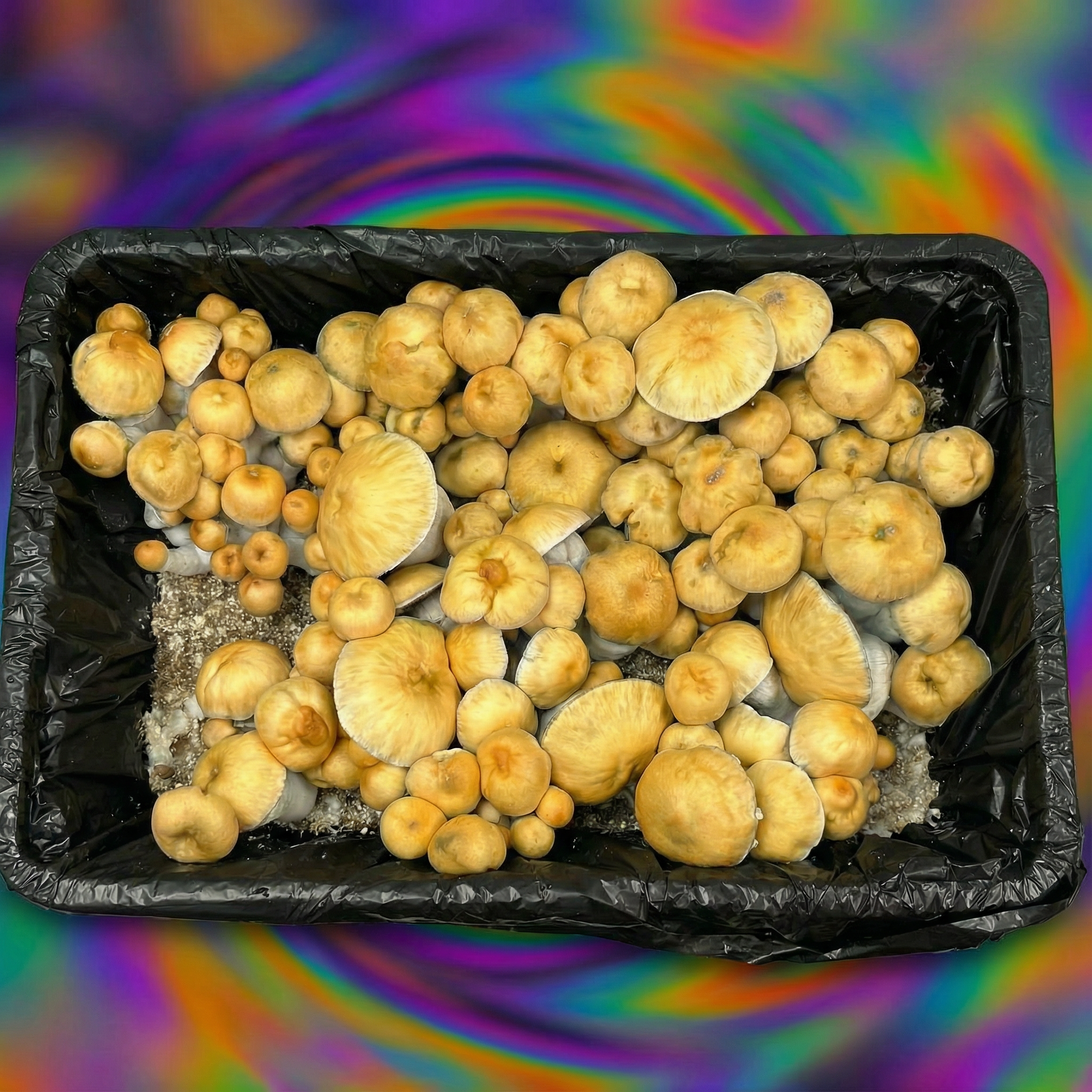 Hillbilly Pumpkin Mushrooms top view