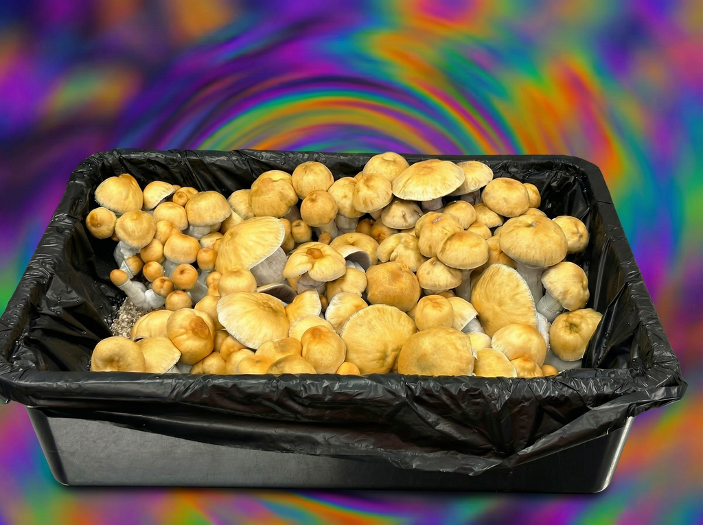 Hillbilly pumpkin mushrooms side view