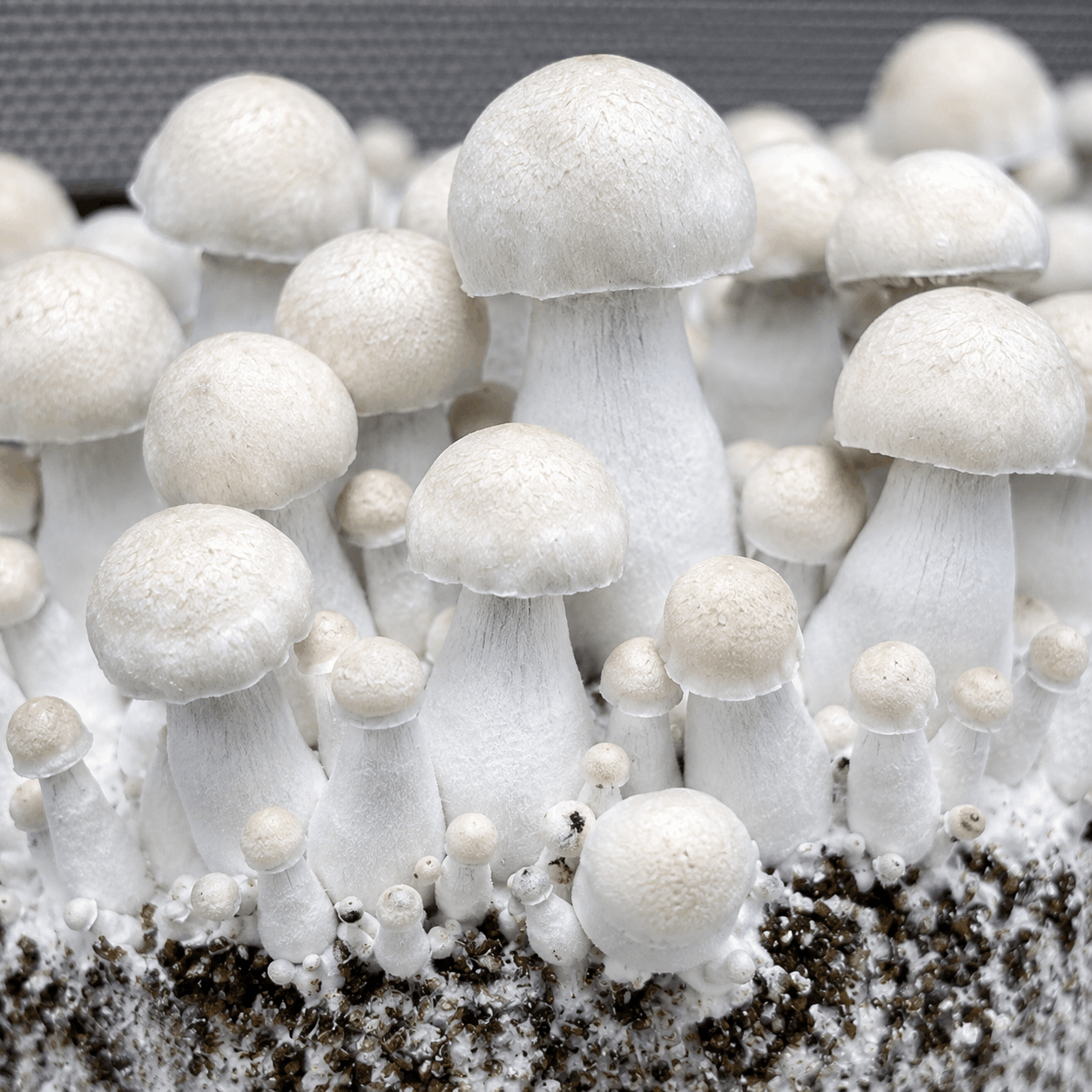 Jack Frost Isolated Spore Syringe | Liquid Myco