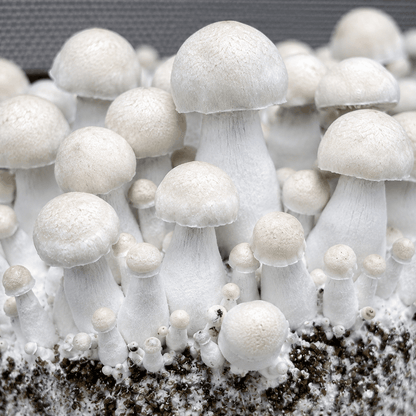 Jack Frost Isolated Spore Syringe | Liquid Myco