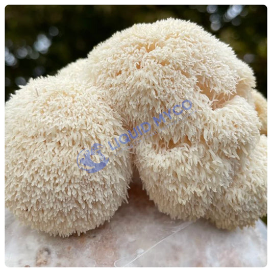 Lion's Mane mushrooms