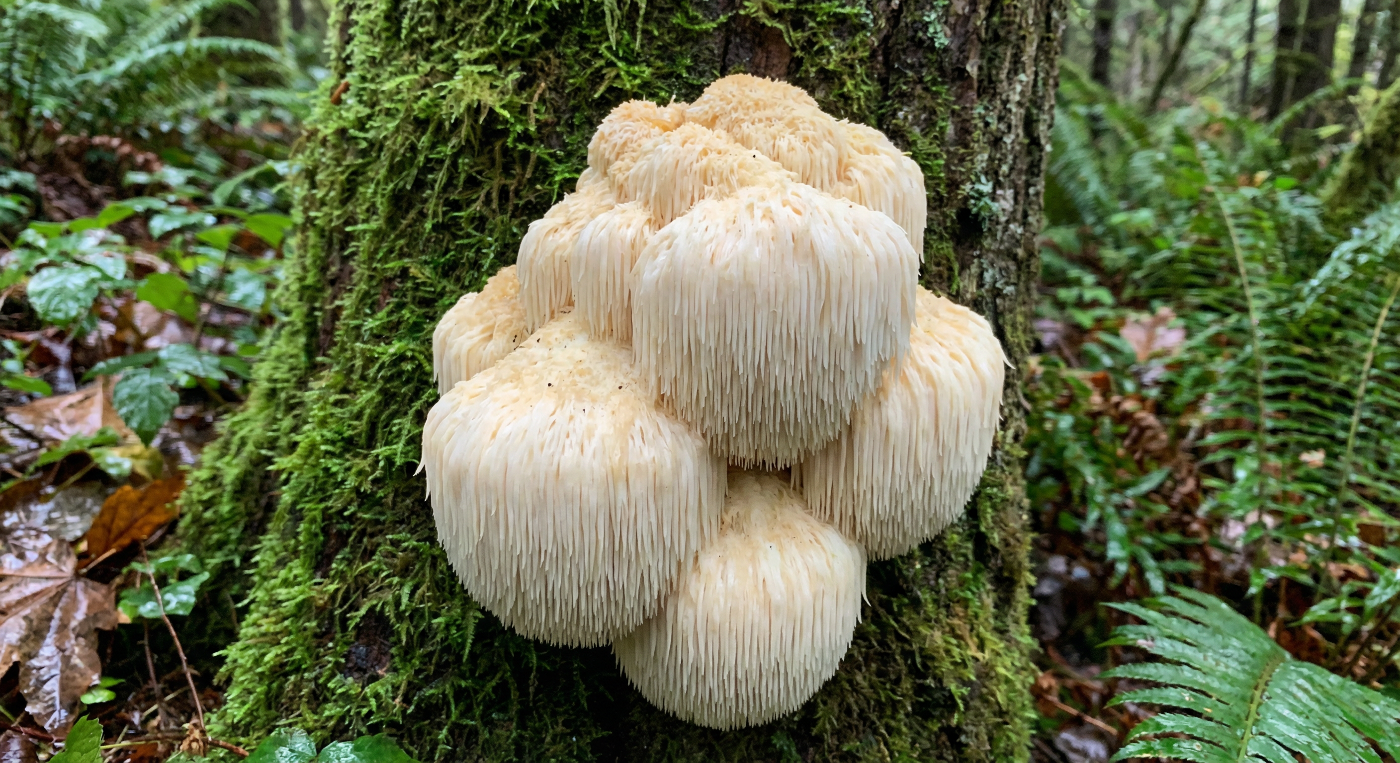 Lions mane Mushrooms
