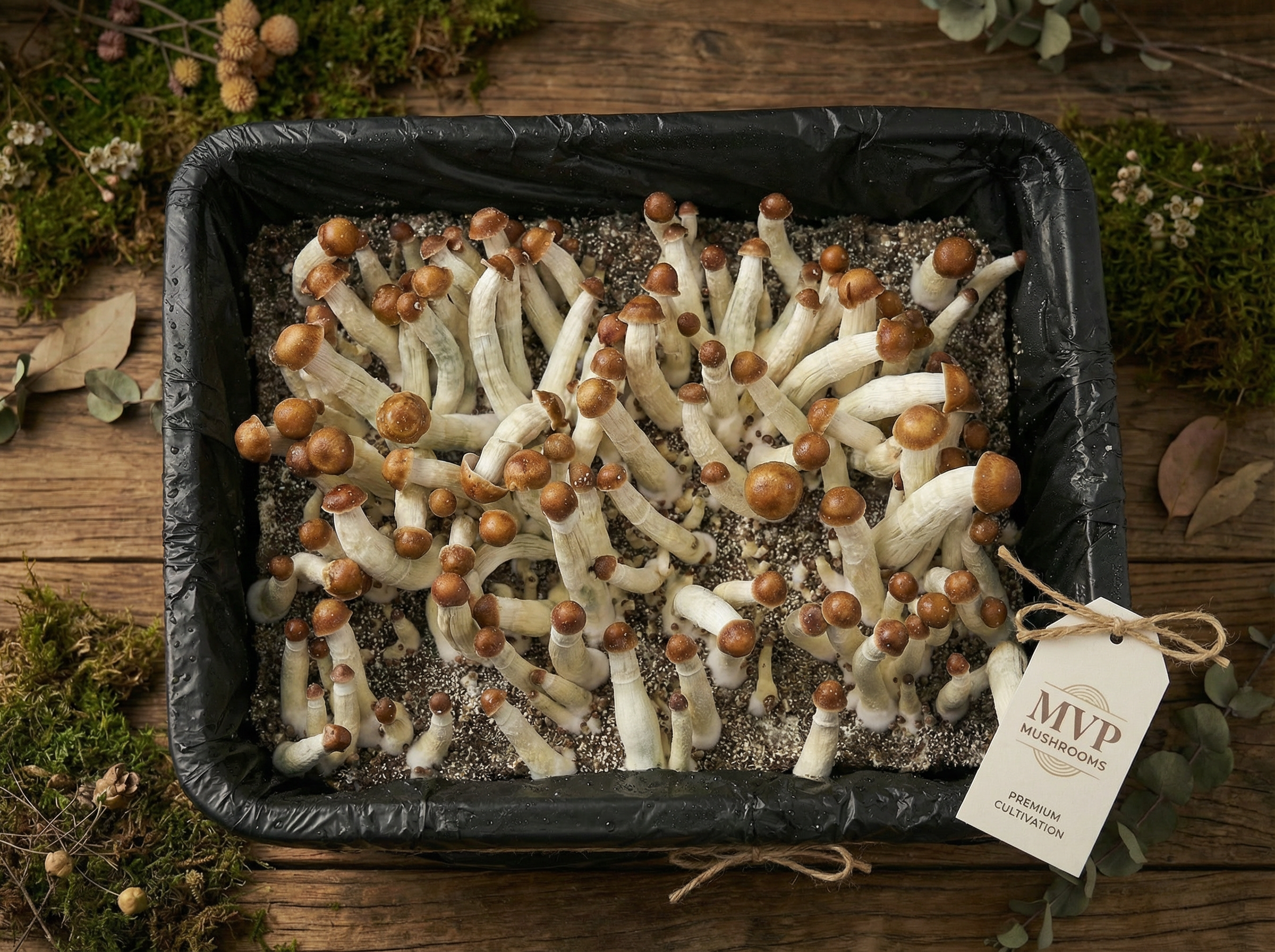 Most Valuable Producer (MVP) Liquid Culture Syringe