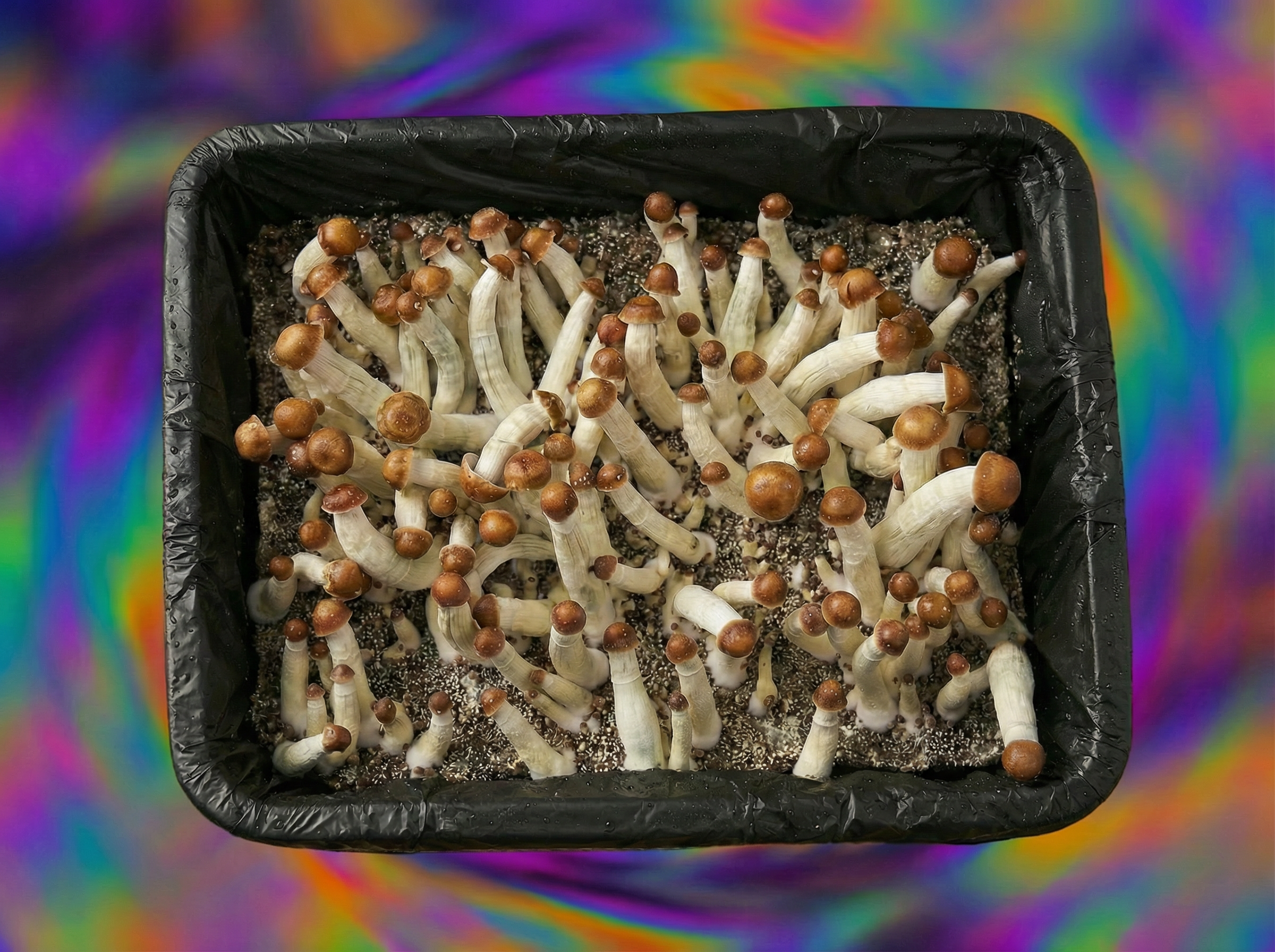 Most Valuable Producer (MVP) top view