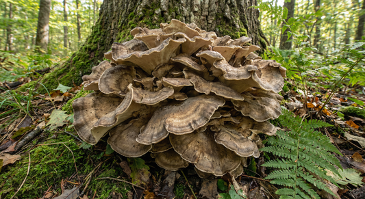 Maitake
