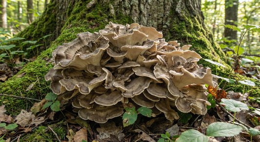 Maitake