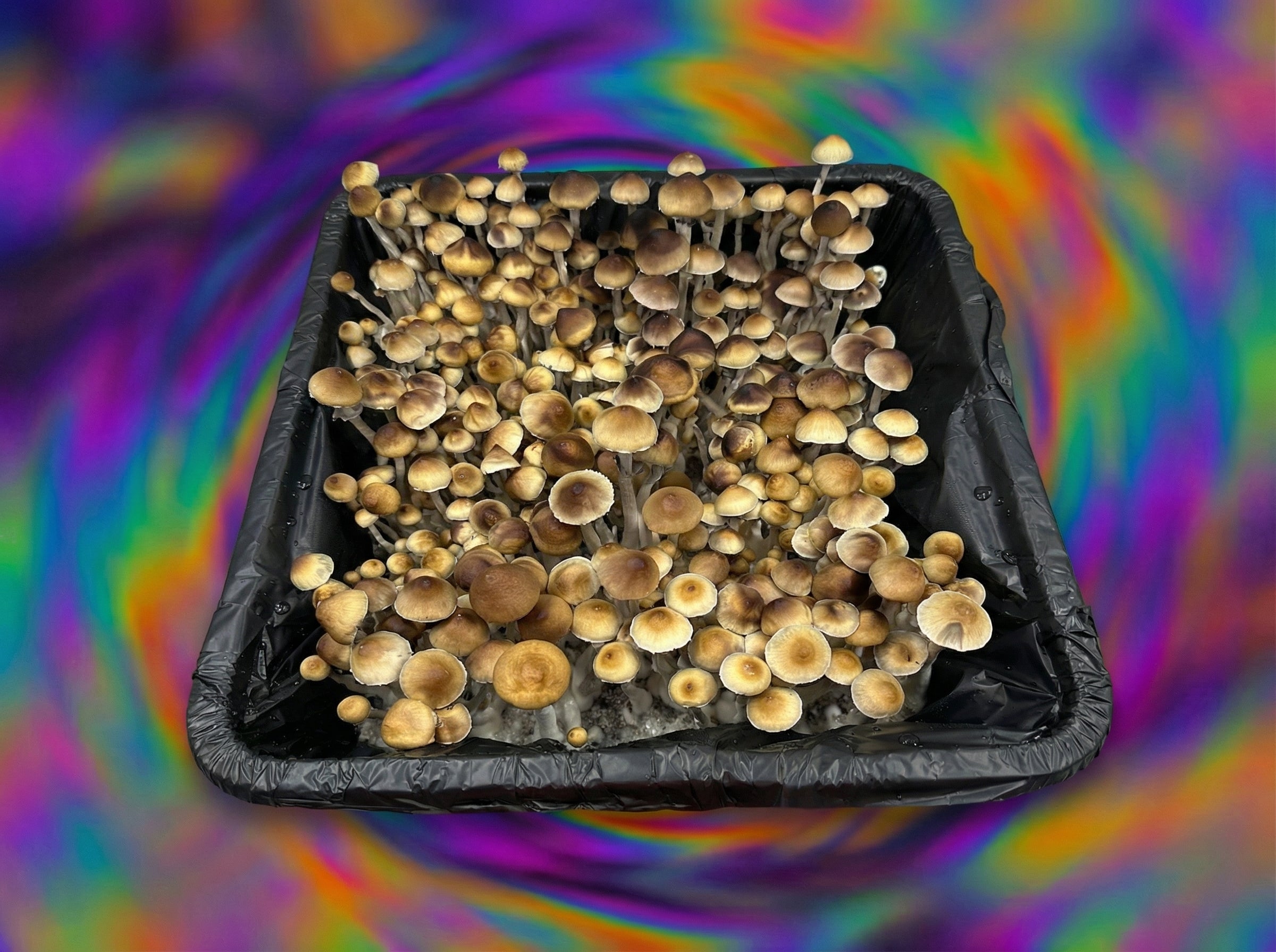 Menace mushrooms spores