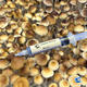 Menace Spore Syringe