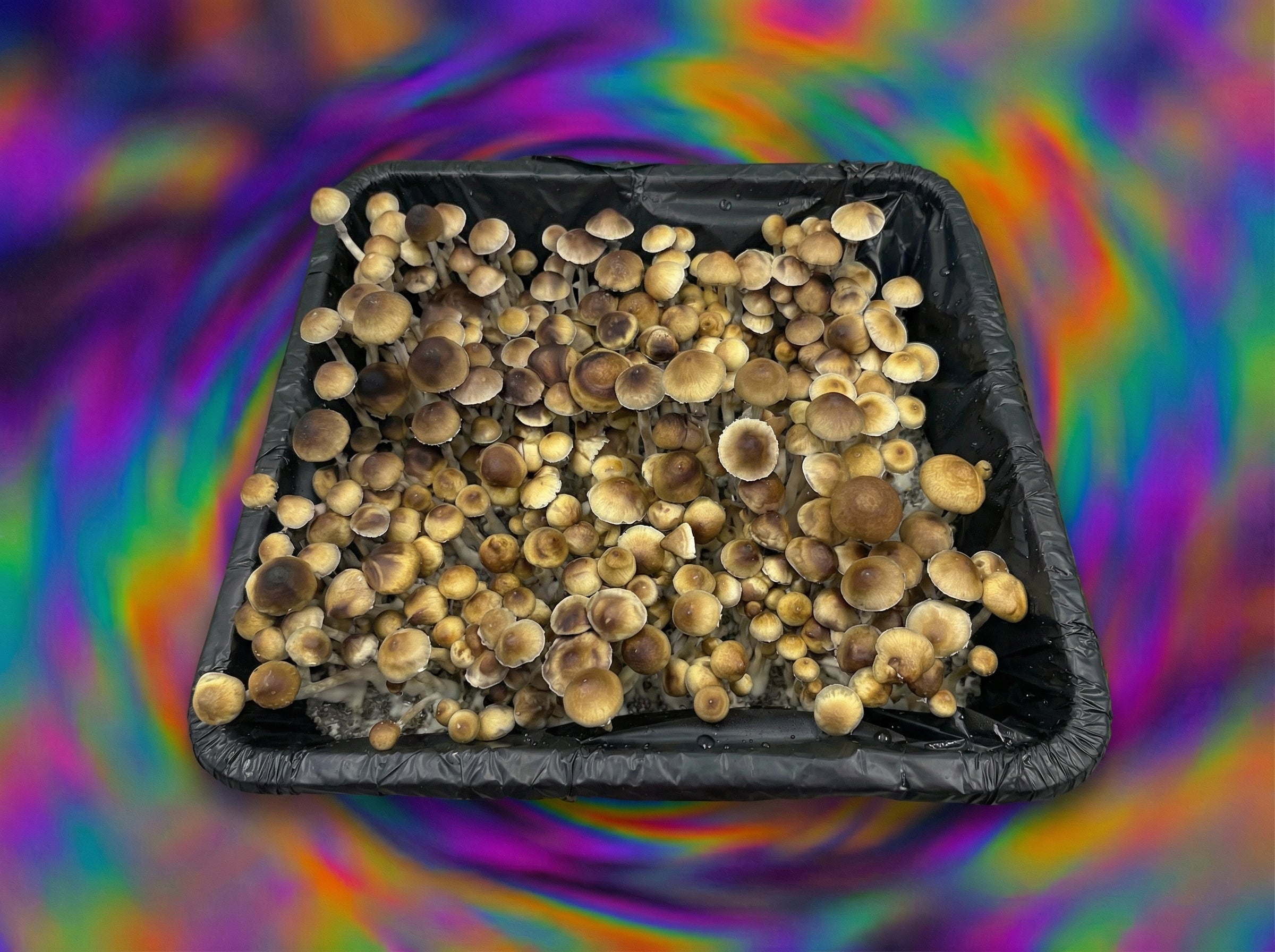 Menace mushrooms top view