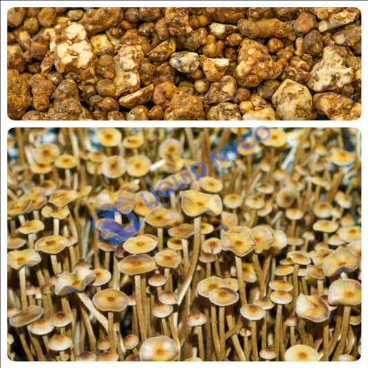 Psilocybe Mexicana Galindoi mushrooms