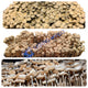 Panaeolus Cyanescens Jamaican mushrooms