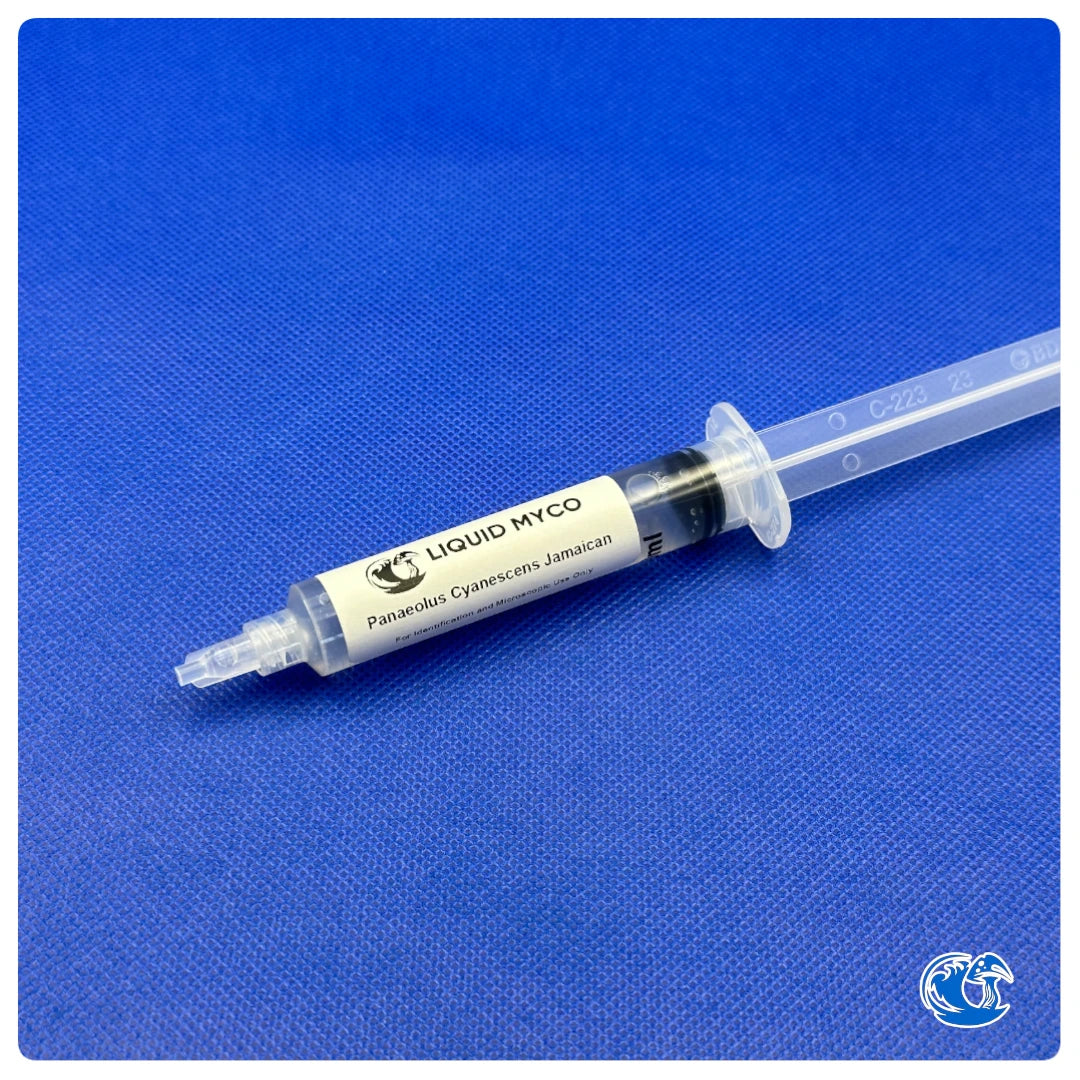 Panaeolus Cyanescens Jamaican syringe