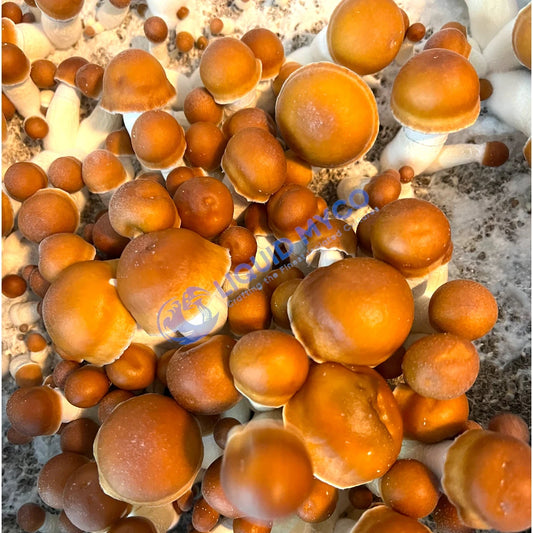 Penis Envy mushrooms