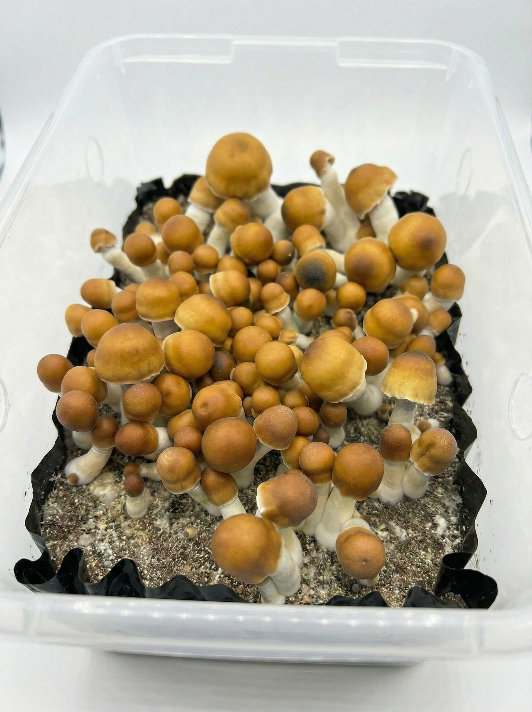 Penis Envy Mushrooms