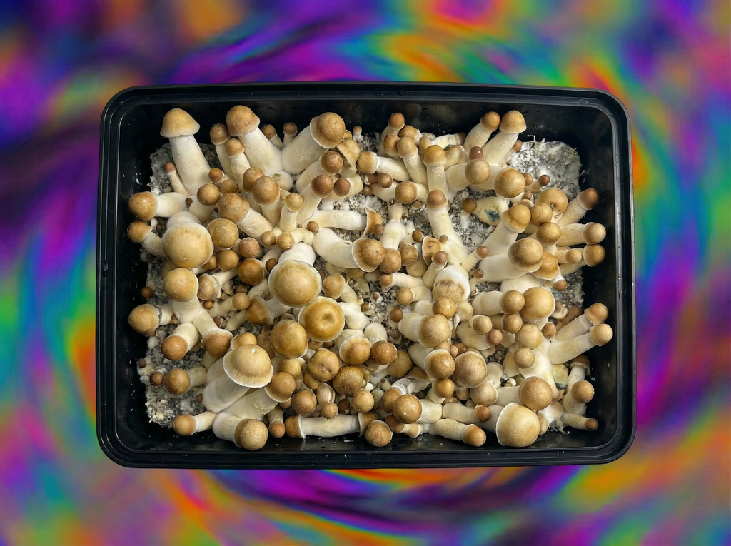 Penis Envy mushrooms top view