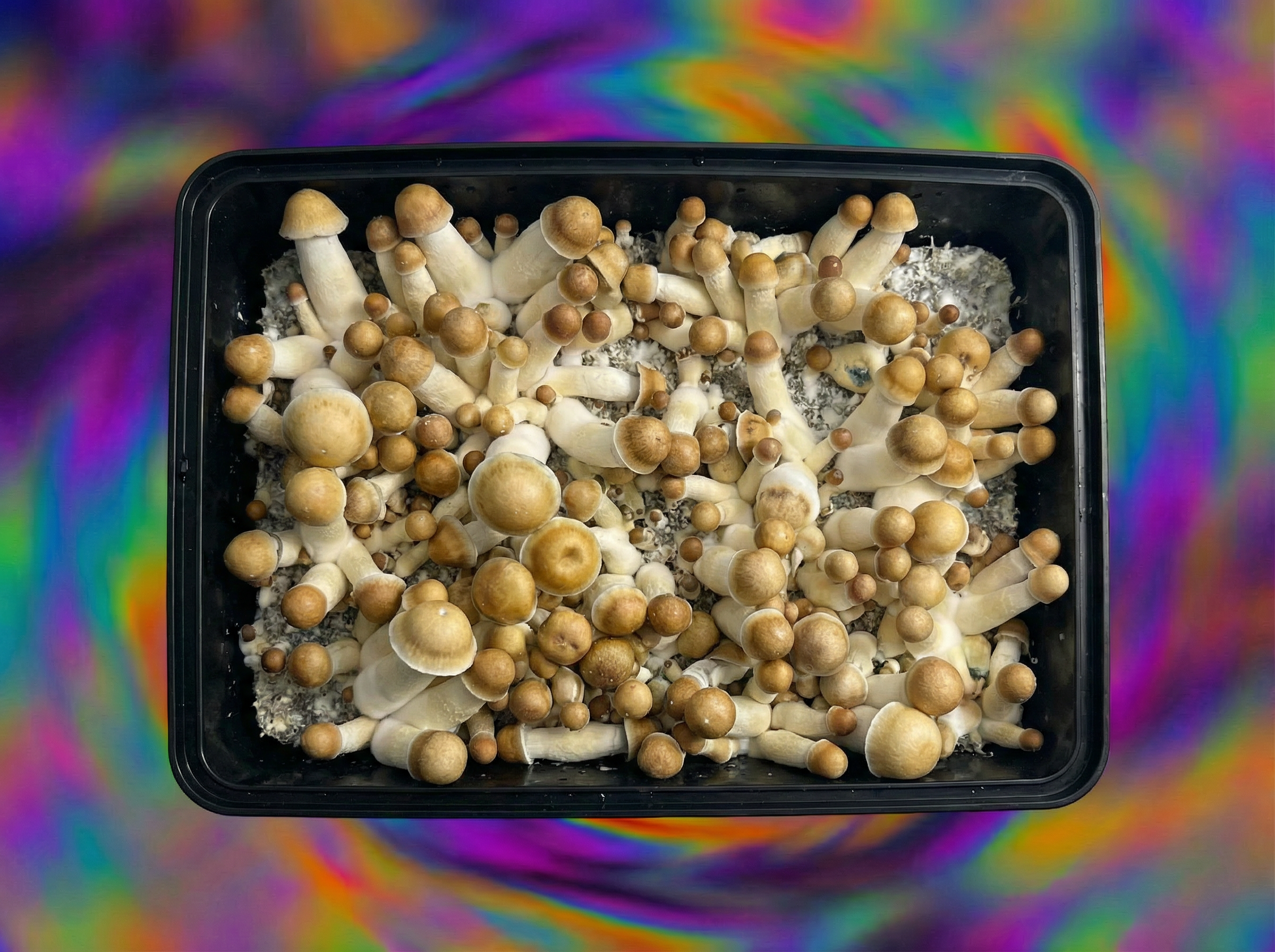 Penis Envy mushrooms top view