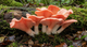 Pink Oyster