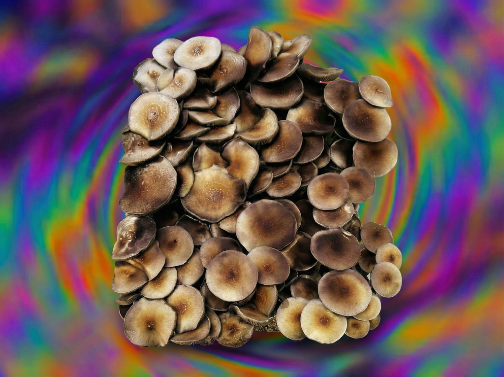 Purple Mystic mushrooms top view