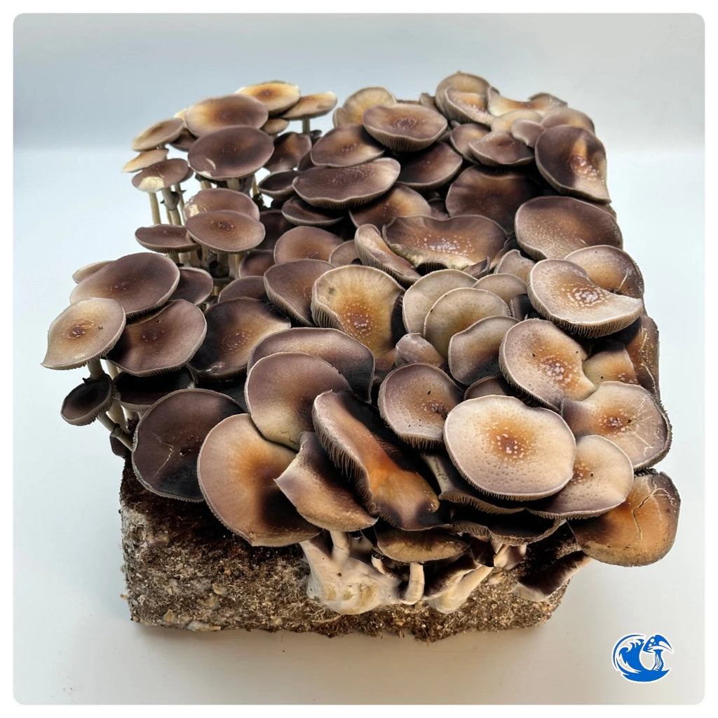 Purple Mystic Mushroom Liquid Culture