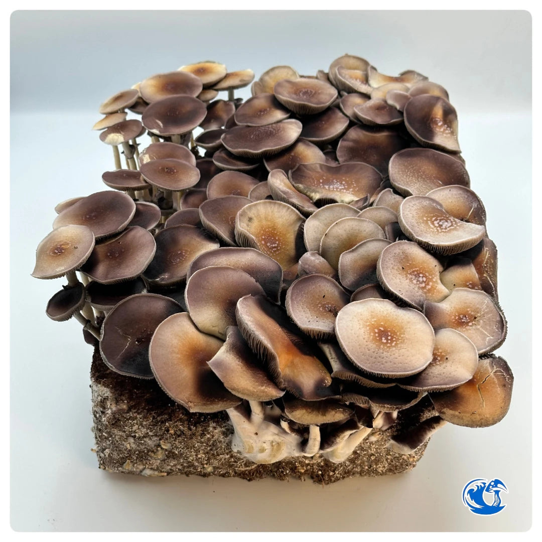 Purple Mystic Mushroom Liquid Culture