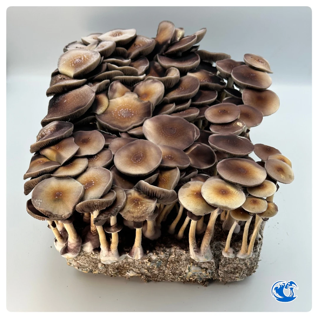 Purple Mystic Mushroom Liquid Culture