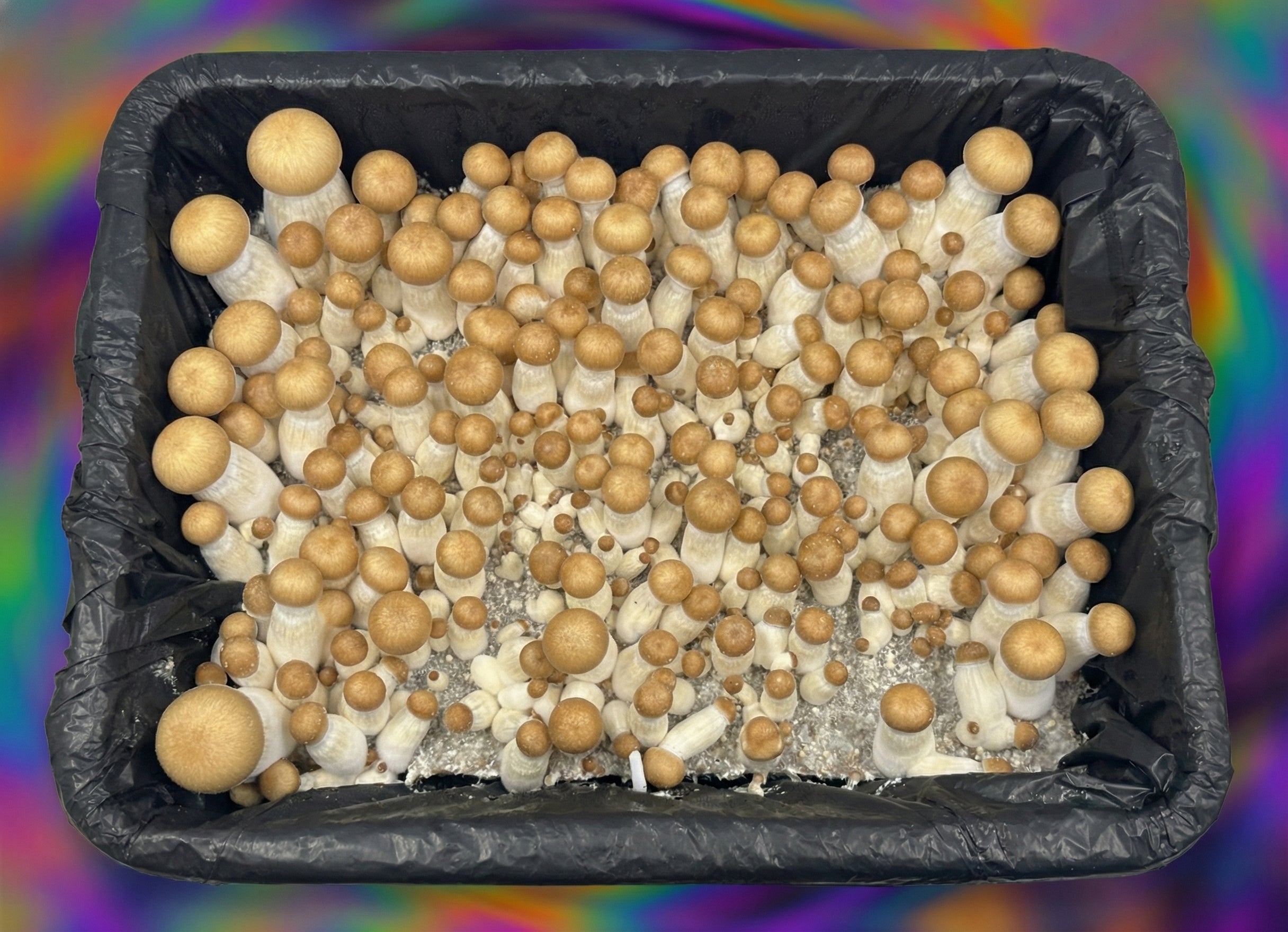 Squat Mac Mushrooms top view