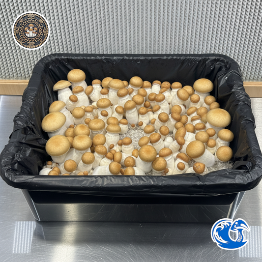 Squat Mac Liquid Culture Syringe