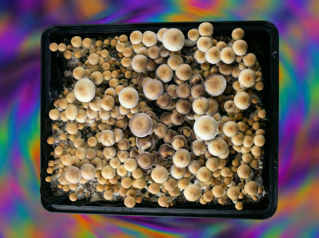 Stargazer Cubensis Mushrooms