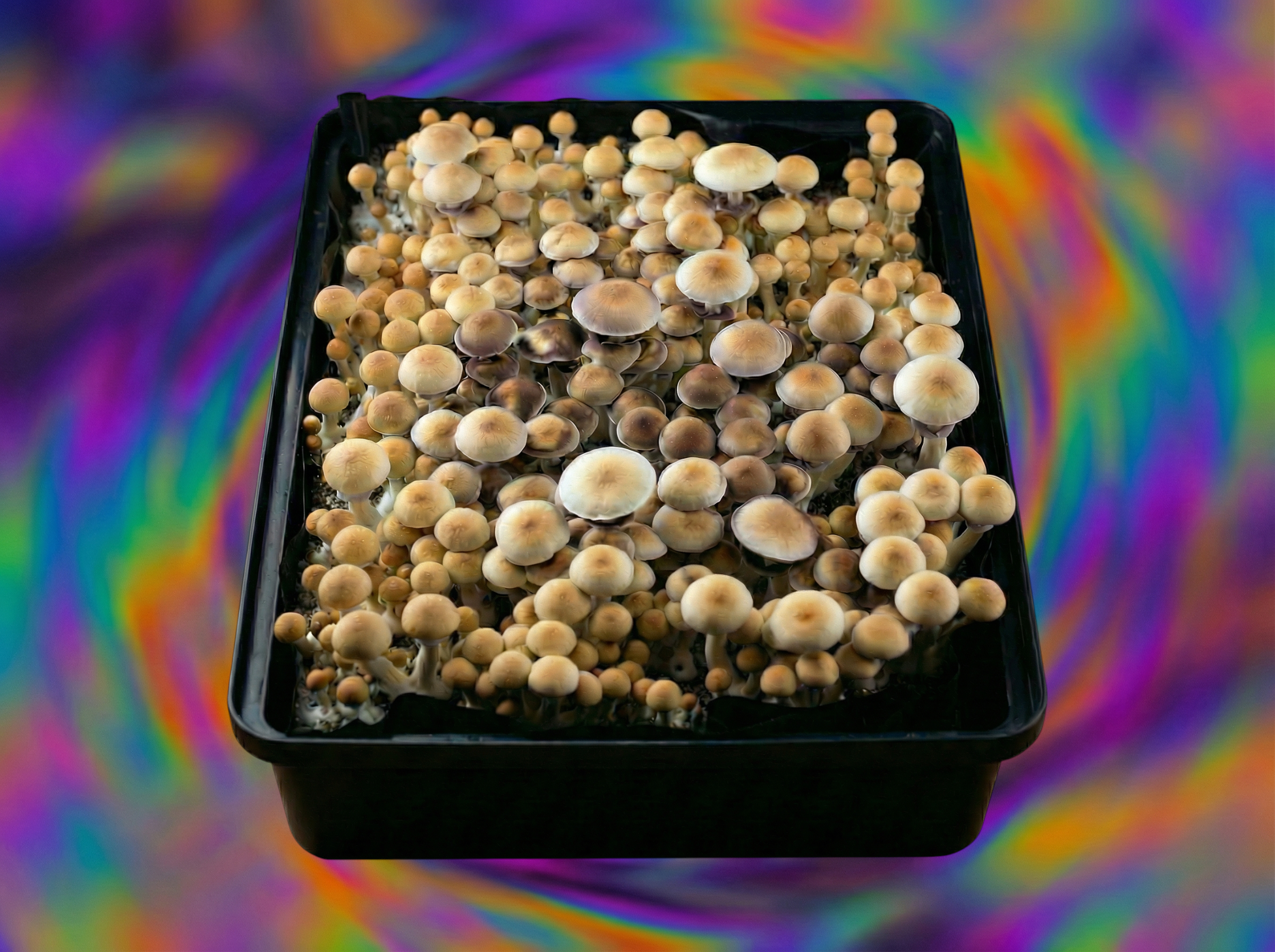 Stargazer Liquid Culture Syringe