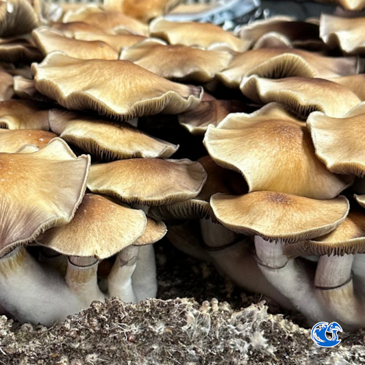 Tidal Wave Spore Syringe