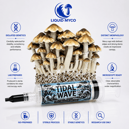 Tidal Wave Infographic