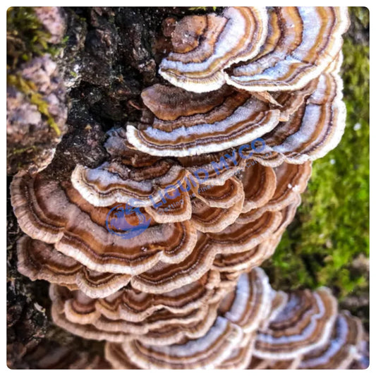 Turkey Tail mushrooms