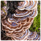 Turkey Tail mushrooms