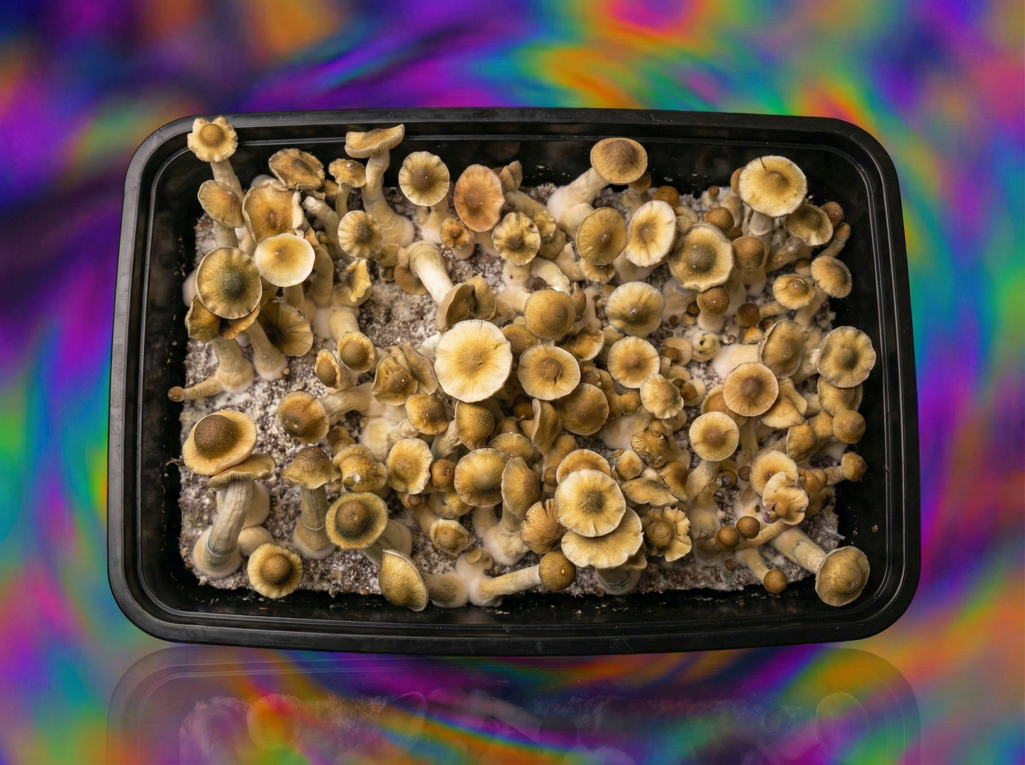 Yellow Umbo mushrooms top view