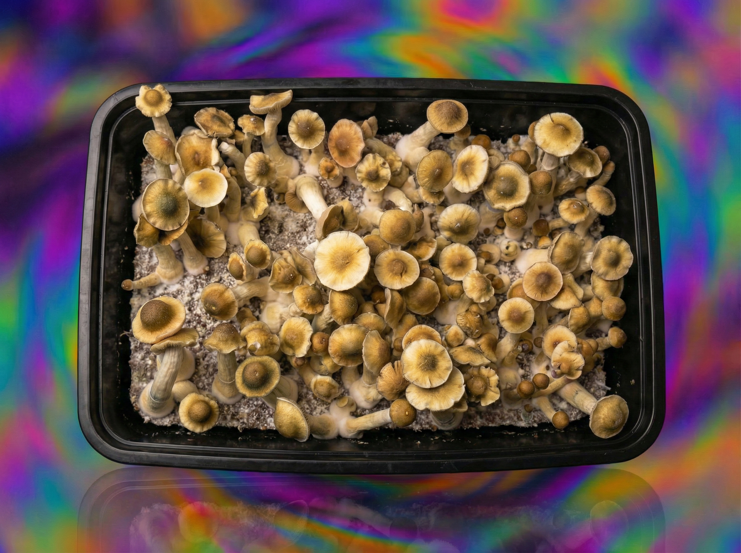 Yellow Umbo mushrooms top view