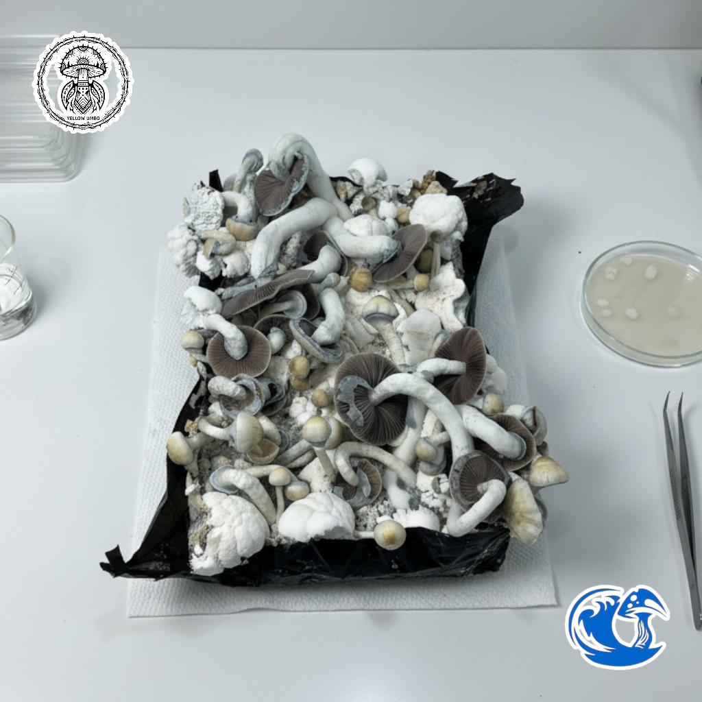 Yellow Umbo Liquid Culture Syringe