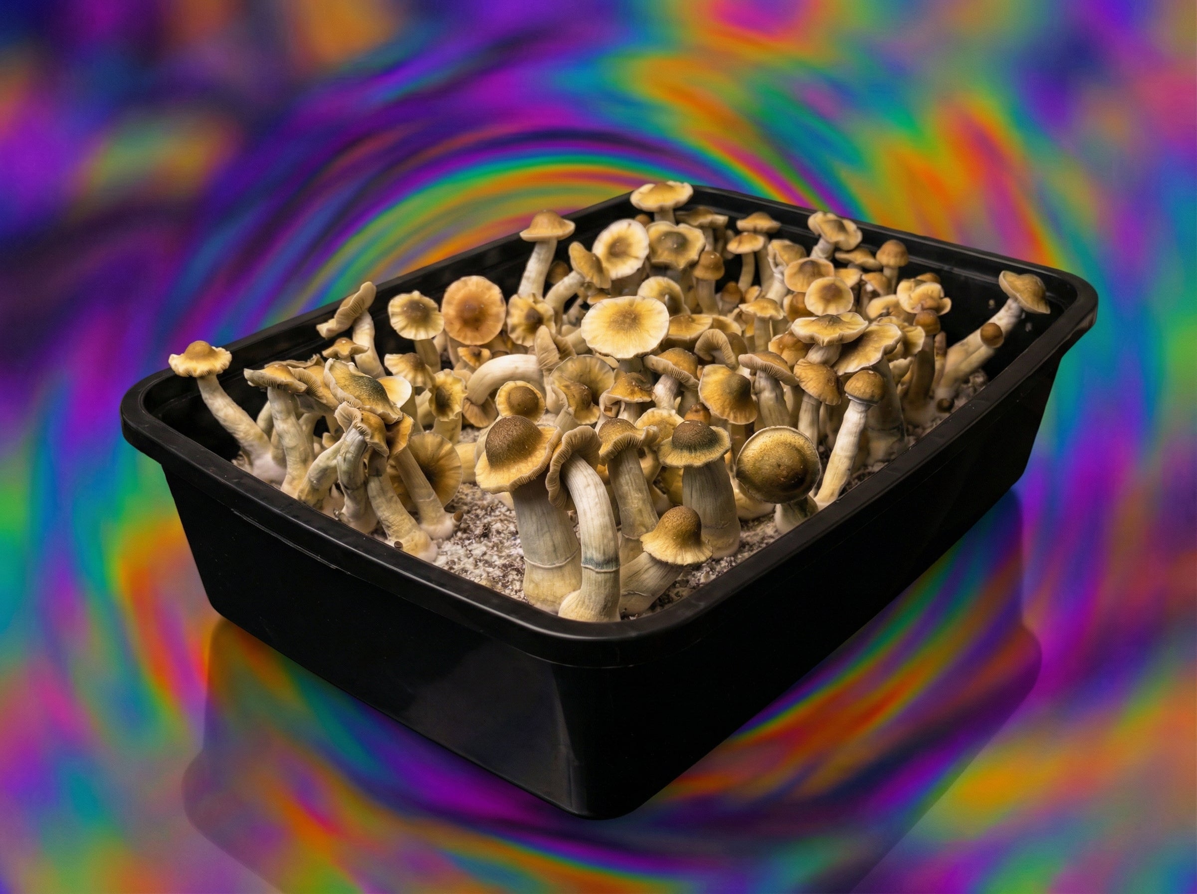 Yellow Umbo mushrooms side view