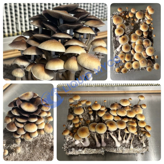 Z-Strain mushrooms