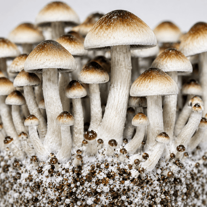 Z-Strain Macro