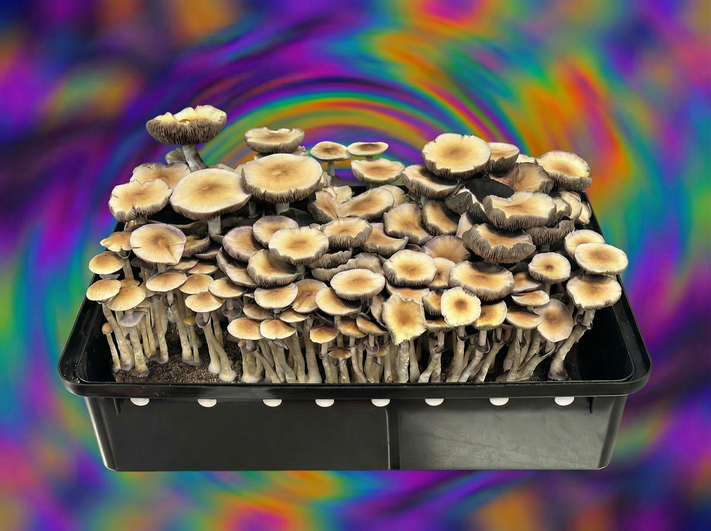 Z-Strain magic mushrooms side view