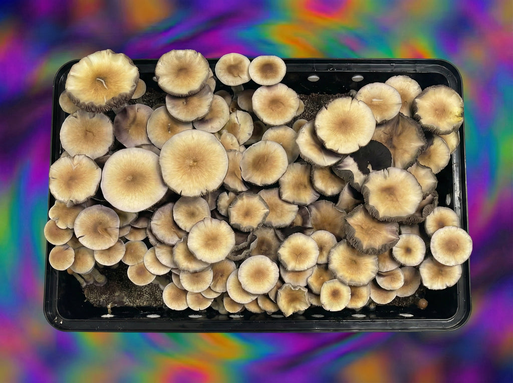 Z-Strain magic mushrooms top view